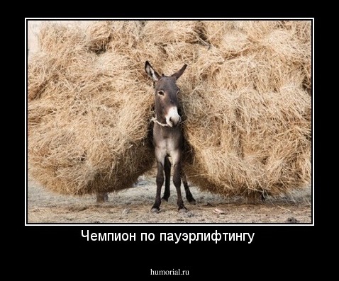 Чемпион по пауэрлифтингу 