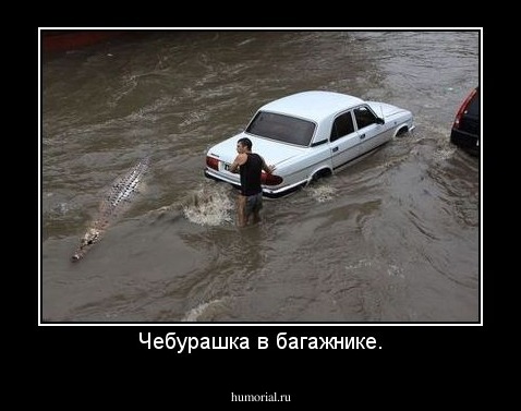 Чебурашка в багажнике.
