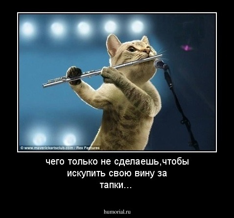 чего только не сделаешь,чтобы искупить свою вину за тапки...
