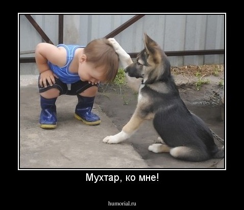 Мухтар, ко мне!