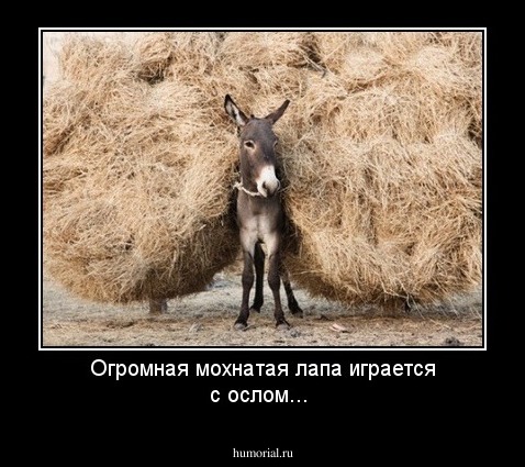 Огромная мохнатая лапа играется с ослом...