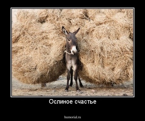 Ослиное счастье