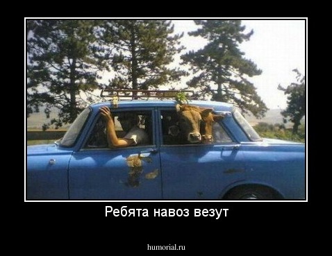 Ребята навоз везут