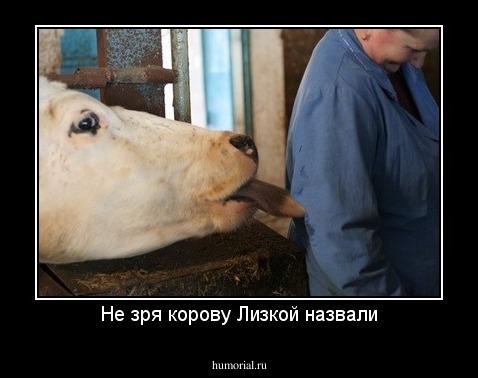 Не зря корову Лизкой назвали