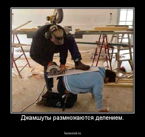 Джамшуты размножаются делением.
