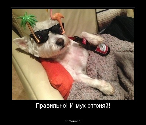 Правильно! И мух отгоняй!