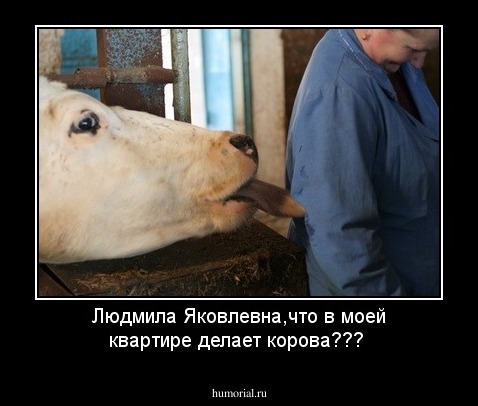 Людмила Яковлевна,что в моей квартире делает корова???