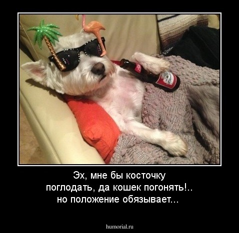 Эх, мне бы косточку поглодать, да кошек погонять!.. но положение обязывает...