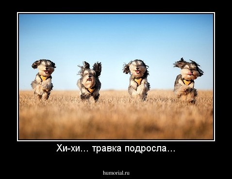 Хи-хи... травка подросла...
