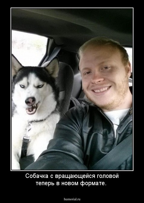 Собачка с вращающейся головой теперь в новом формате.