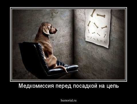 Медкомиссия перед посадкой на цепь