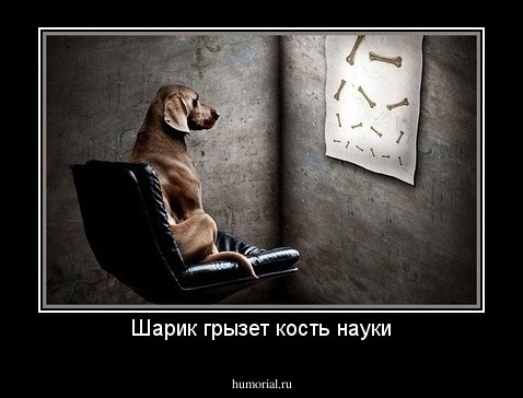 Шарик грызет кость науки