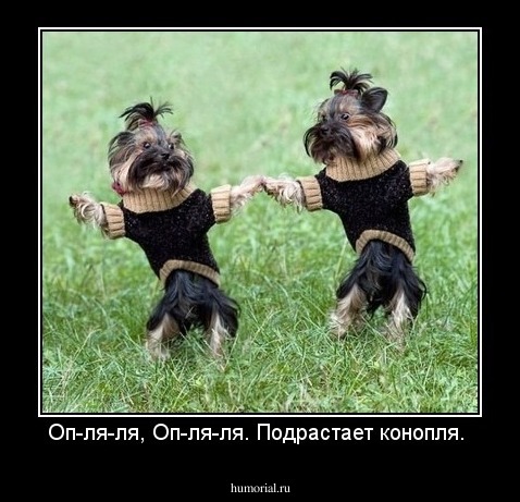 Оп-ля-ля, Оп-ля-ля. Подрастает конопля.