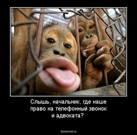 Слышь, начальник, где наше право на телефонный звонок и адвоката?