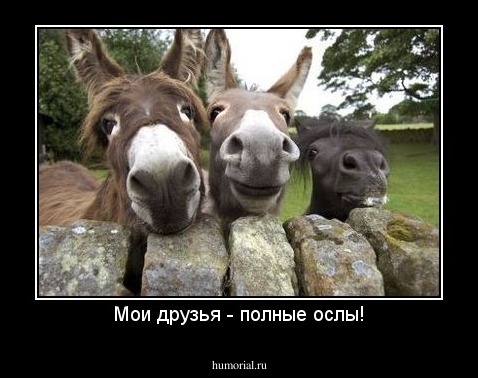 Мои друзья - полные ослы!