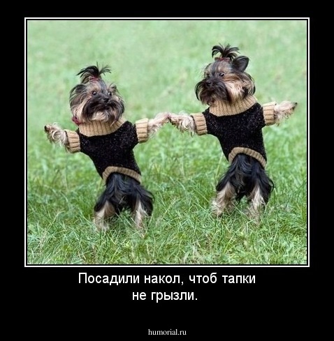 Посадили накол, чтоб тапки не грызли.