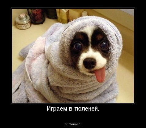 Играем в тюленей.