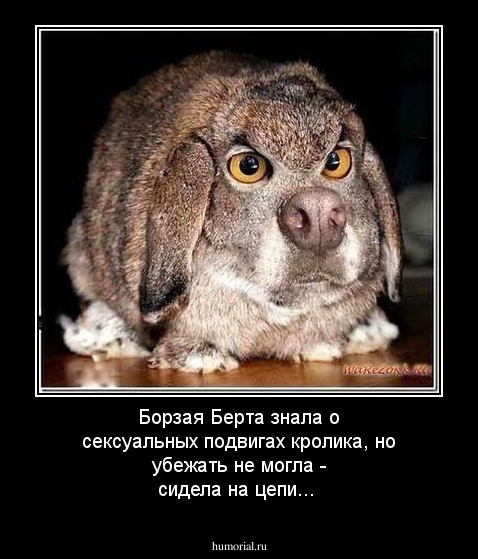 Борзая Берта знала о сексуальных подвигах кролика, но убежать не могла - сидела на цепи...