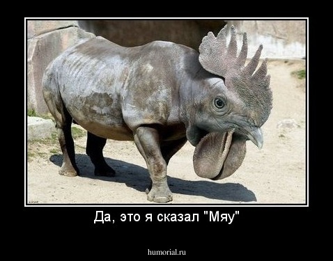Да, это я сказал "Мяу"