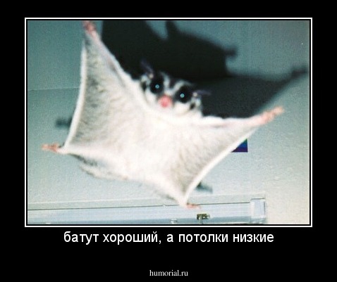 батут хороший, а потолки низкие