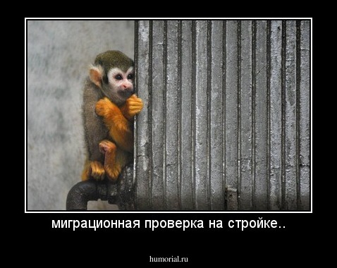 миграционная проверка на стройке..