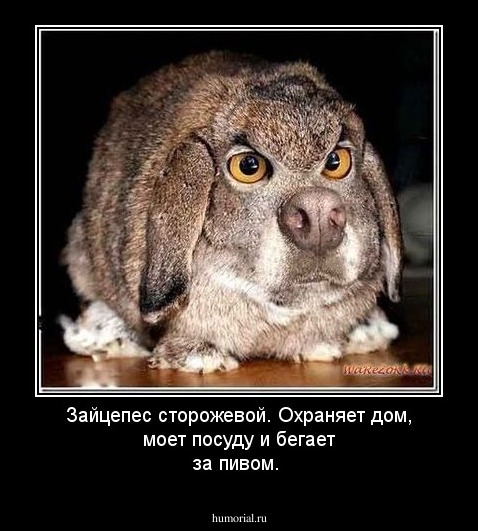 Зайцепес сторожевой. Охраняет дом, моет посуду и бегает за пивом.