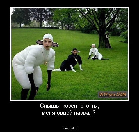 Слышь, козел, это ты, меня овцой назвал?