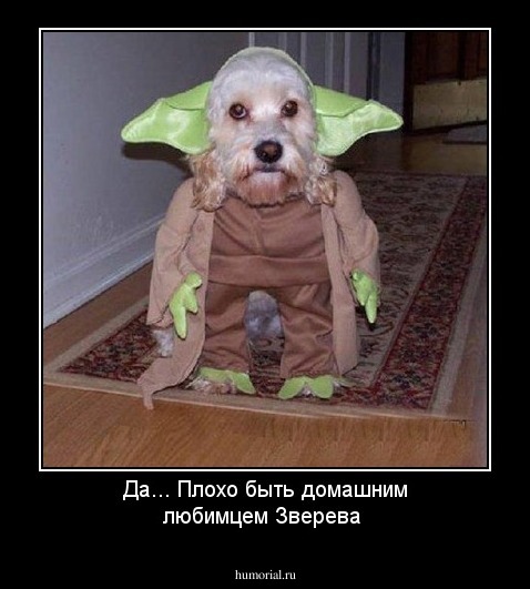 Да... Плохо быть домашним любимцем Зверева