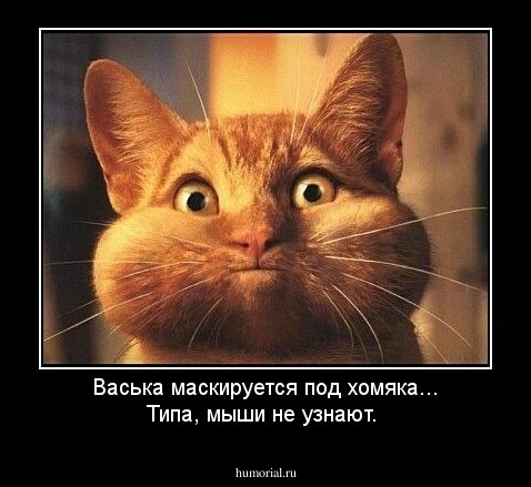 Васька маскируется под хомяка... Типа, мыши не узнают.