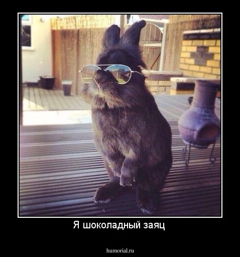 Я шоколадный заяц 