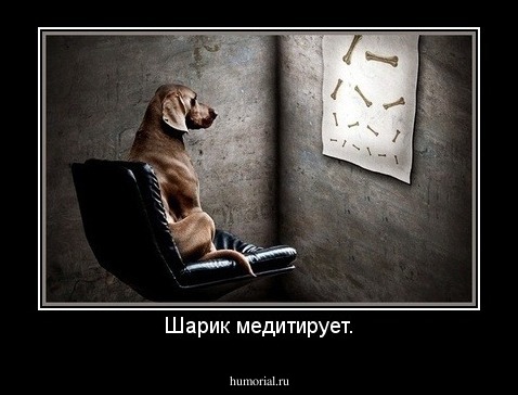 Шарик медитирует.