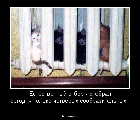 Естественный отбор - отобрал сегодня только четверых сообразительных.