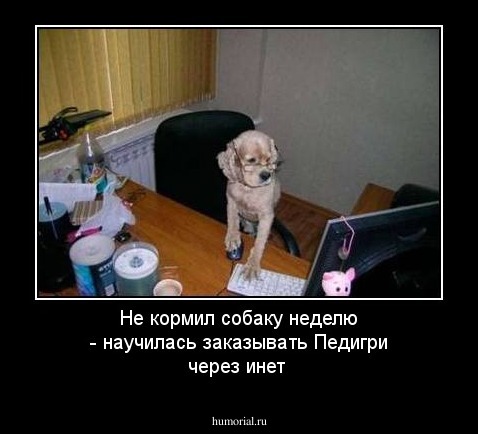 Не кормил собаку неделю - научилась заказывать Педигри через инет
