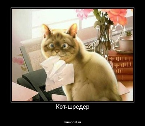 Кот-шредер