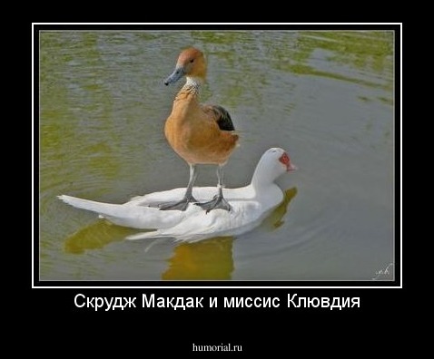 Скрудж Макдак и миссис Клювдия