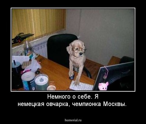 Немного о себе. Я немецкая овчарка, чемпионка Москвы.