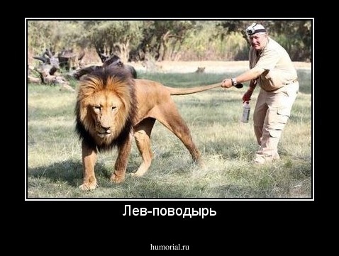 Лев-поводырь