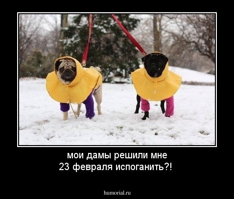 мои дамы решили мне 23 февраля испоганить?!