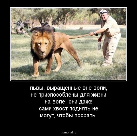 львы, выращенные вне воли, не приспособлены для жизни на воле, они даже сами хвост поднять не могут, чтобы посрать