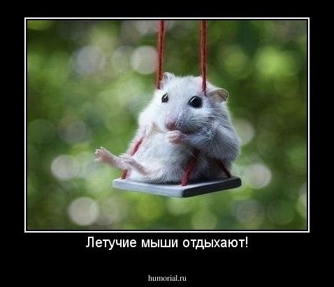 Летучие мыши отдыхают!