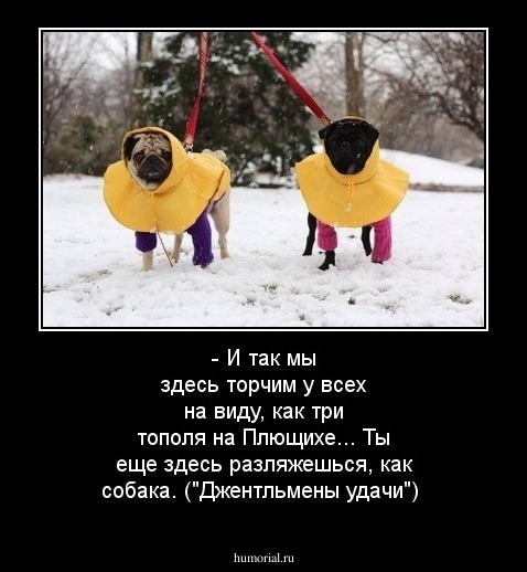 - И так мы здесь торчим у всех на виду, как три тополя на Плющихе... Ты еще здесь разляжешься, как собака. ("Джентльмены удачи")