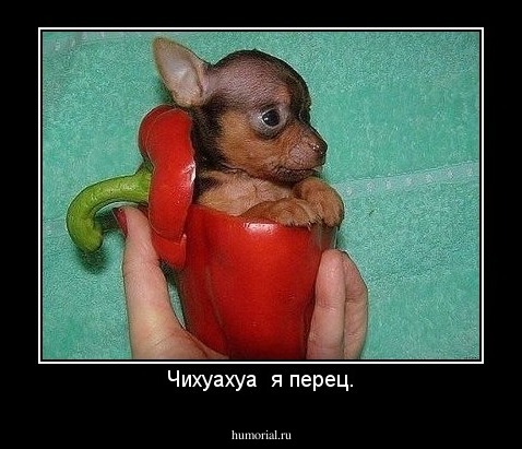 Чихуахуа  я перец.