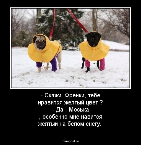  - Скажи ,Френки, тебе нравится желтый цвет ?
  - Да , Моська , особенно мне навится желтый на  белом снегу.