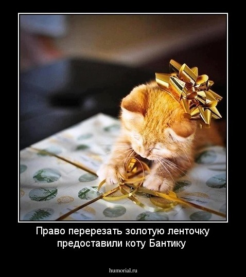 Право перерезать золотую ленточку предоставили коту Бантику
