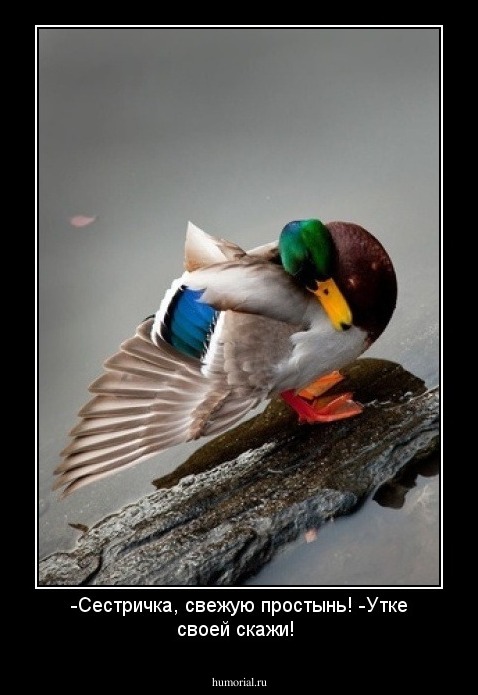 -Cестричка, свежую простынь!
-Утке своей скажи!