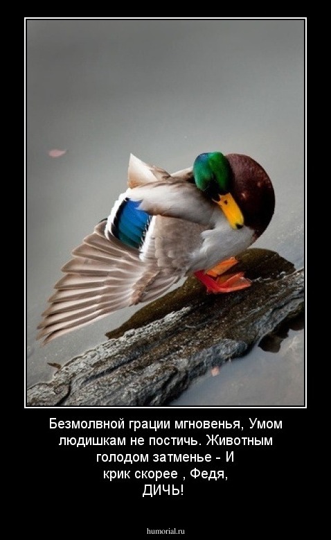 Безмолвной грации мгновенья,
Умом людишкам не постичь.
Животным голодом затменье -
И крик скорее , Федя, ДИЧЬ!

