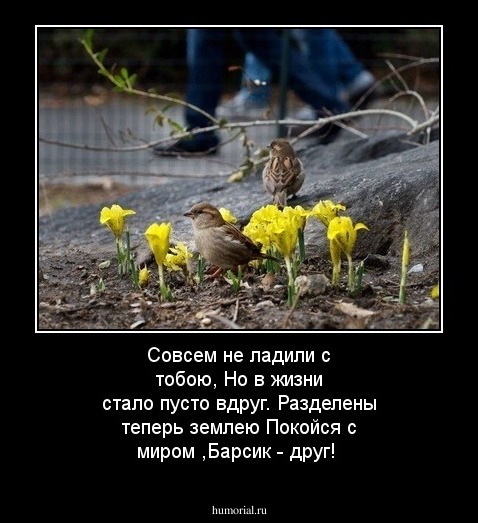 Совсем не ладили с тобою,
Но в жизни стало пусто вдруг.
Разделены теперь землею
Покойся с миром ,Барсик - друг!





