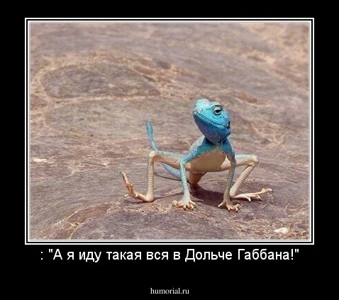 : "А я иду такая вся в Дольче Габбана!"