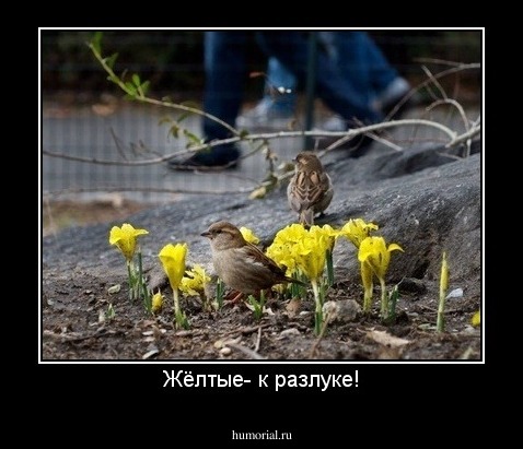 Жёлтые- к разлуке!