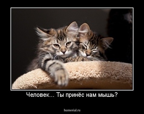 Человек... Ты принёс нам мышь?